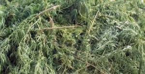 पन्ध्र हजार गाँजाको बोट नष्ट