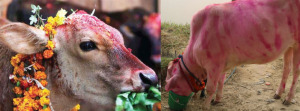 यमपञ्चक अर्थात् तिहारको चौथो दिन आज गाई र गोरू पूजा गरिँदै, म्ह पूजा पनि आजै