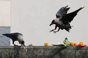 आज काग तिहार, यमराजका दूतका रूपमा विशेष पूजाआजा गरिदै