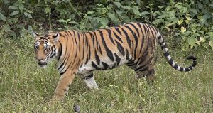 पर्सा राष्ट्रिय निकुञ्जमा हात्तीसहित सेनाको टोली परिचालन