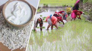 आज असार १५ अर्थात् राष्ट्रिय धान दिवस मनाईदै, दही च्यूरा खाने पर्व