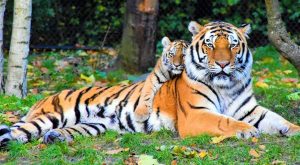 ‘मानव–बाघ सहअस्तित्व’ मुल नाराका साथ आज नेपालमा पनि विश्व बाघ दिवस मनाईदै