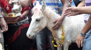 तलेजु भवानीको बाहन सेतो घोडा जात्रा सम्पन्न