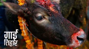 आज तिहारको तेस्रो दिन गाईको पूजा गरी गाईतिहार मनाईदै आज तिहारको तेस्रो दिन गाईको पूजा गरी गाईतिहार मनाईदै