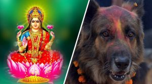 आज तिहारको दोस्रो दिन कुकुरतिहार र लक्ष्मीपूजा मनाइँदै